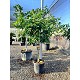 Viveros 2 : REF13 CITRONNIER / MANDARINIER / ORANGER POT 25 LT