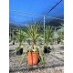 Viveros 2 : REF19 CORDYLINE TORBAY DAZZLER EN POT DE 18 LITRES