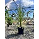 Viveros 2 : REF21 CORDYLINE INDIVISA POT DE 20 LITRES