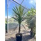 Viveros 2 : REF23 CORDYLINE INDIVISA POT DE 70 LITRES