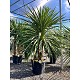 Viveros 2 : REF24 CORDYLINE INDIVISA GRUPO 2 TRONCS 70 LITRES