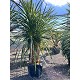 Viveros 2 : REF25 CORDYLINE INDIVISA GRUPO 3 TRONCS 70 LITRES