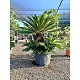 Viveros 2 : REF26 CYCAS REVOLUTA EN POT DE 110 LITRES