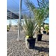 Viveros 2 : REF28 DASYLIRION LONGISSIMUM POT DE 20 LITRES