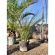 Viveros 2 : REF30 DASYLIRION LONGISSIMUM POT DE 35 LITRES