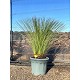 Viveros 2 : REF31 DASYLIRION LONGISSIMUM POT DE 45 LITRES