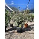 Viveros 2 : REF34 ELEAGNUS EBBINGEI COMPACTUM POT DE 18 LTRS
