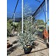 Viveros 2 : REF37 EUCALYPTUS GUNNII AZURA POT DE 35 LITRES