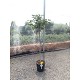 Viveros 2 : REF39 FIGUIER FICUS CARICA POT DE 15 LITRES 
