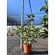 Viveros 2 : REF41 FIGUIER FICUS CARICA FORME ARBUSTE 20 LTRS 
