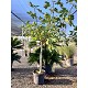 Viveros 2 : REF42 FIGUIER FICUS CARICA POT DE 35 LITRES