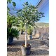 Viveros 2 : REF44 FIGUIER FICUS CARICA POT DE 55 LITRES