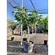 Viveros 2 : REF45 FIGUIER FICUS CARICA POT DE 70 LITRES
