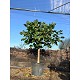 Viveros 2 : REF46 FIGUIER FICUS CARICA POT DE 140 LITRES