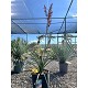 Viveros 2 : REF47 HESPERALOE PAVIFLORA POT DE 10 LITRES