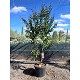 Viveros 2 : REF48 LAGERSTROMEA INDICA (LILAS DES INDES) 55 LTS