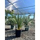 Viveros 2 : REF49 NOLINA HIBERNICA POT DE 10 LITRES 