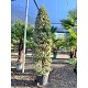 Viveros 2 : REF66 OLIVIER PYRAMIDE POT DE 55 LITRES