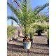 Viveros 2 : REF79 PHOENIX CANARIENSIS POT DE 70 LITRES 