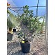 Viveros 2 : REF81 PHOTINIA FRASERI RED ROBIN POT DE 18 LITRES