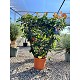 Viveros 2 : REF82 PHOTINIA FRASERI RED ROBIN ESPALIER 18 LTRS