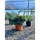 Viveros 2 : REF83 PITTOSPORUM TOBIRA NANA POT DE 8 LITRES