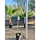 Viveros 2 : REF84 AMANDIER POT DE 10 LITRES