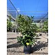 Viveros 2 : REF85 LAURIER PRUNUS NOVITA POT DE 10 LITRES