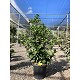 Viveros 2 : REF86 LAURIER PRUNUS NOVITA POT DE 18 LITRES