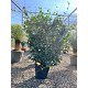 Viveros 2 : REF91 JASMIN ÉTOILÉ ESPALIER POT DE 18 LITRES