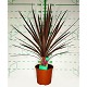 Viveros 2 : REF145 CORDYLINE RED STAR POT DE 5 LITRES