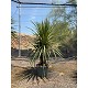 Viveros 2 : REF22 CORDYLINE INDIVISA MULTITRONC 45 LITRES
