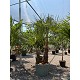 Viveros 2 : REF107 TRACHYCARPUS FORTUNEI 70 LITRES DOUBLE