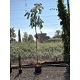 Viveros 2 : REF139 ALBIZIA JULIBRISSIN TRONC HAUT 20 LITRES
