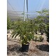 Viveros 2 : REF140 ALBIZIA  JULIBRISSIN ARBUSTIVO 25 LITRES