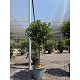 Viveros 2 : REF141 ARBOUSIER DEMI TIGE POT DE 20 LITRES