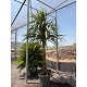Viveros 2 : REF149 CORDYLINE INDIVISA 90 LITRES