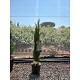 Viveros 2 : REF151 CUPRESSUS SEMPERVIVERENS TOTEM 3 LITRES