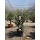 Viveros 2 : REF158 FEIJOA SELLOWIANA 18L  (GOYAVIER DU BRESIL)
