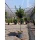 Viveros 2 : REF161 LAURUS NOBILIS (LAURIER SAUCE) 1/2 TIGE 20L