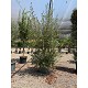Viveros 2 : REF167 OLIVIER PYRAMIDE POT DE 45 LITRES