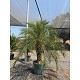 Viveros 2 : REF177 PHOENIX ROEBELINII POT DE 35 LITRES
