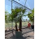 Viveros 2 : REF184 TRACHYCARPUS FORTUNEI DOUBLE TRONC 90L