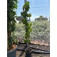 Viveros 2 : REF186 VIGNE POT DE 5 LITRES