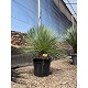 Viveros 2 : REF190 YUCCA LINEARIFOLIA 20 LITRES