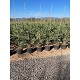 Viveros 2 : REF226 CUPRESSUS LEYLANDII POT DE 10 LITRES
