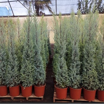 REF 2 CUPRESSUS ARIZONA HAUTEUR 170/180