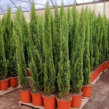 REF 3 CUPRESSUS TOTEM HAUTEUR 165/175