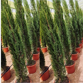 REF 4 CUPRESSUS TOTEM HAUTEUR 180/200