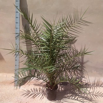 PC20L PHOENIX CANARIENSIS POT DE 5 LITRES TAILLE L